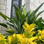 Pupa Alacati Butik Hotel Çeşme