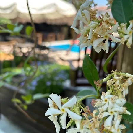 酒店 Pupa Alacati Butik Çeşme