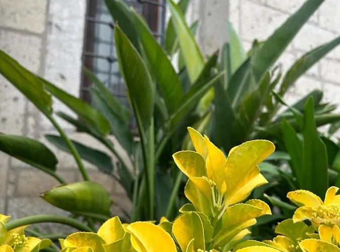 Pupa Alacati Butik Szálloda Çeşme